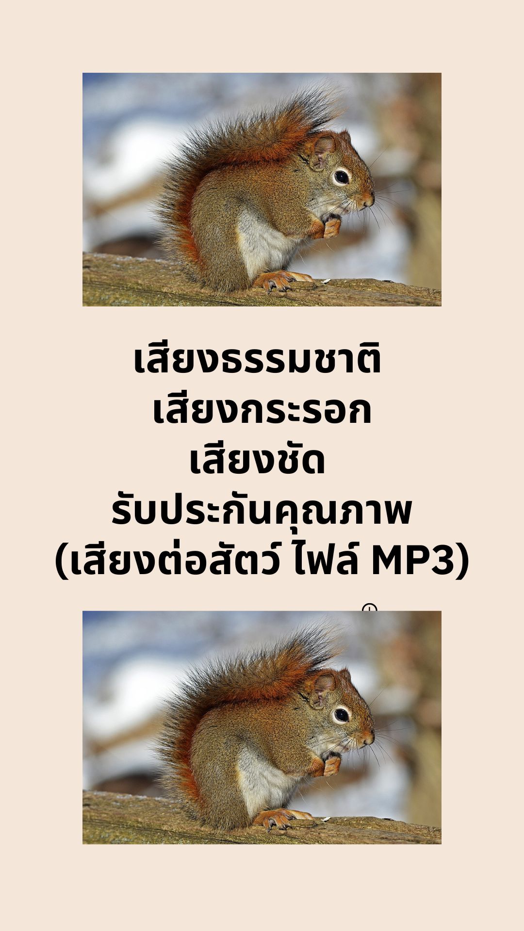 เสียงธรรมชาติ เสียงกระรอก เสียงชัด รับประกันคุณภาพ (เสียงต่อสัตว์ ไฟล์ MP3)