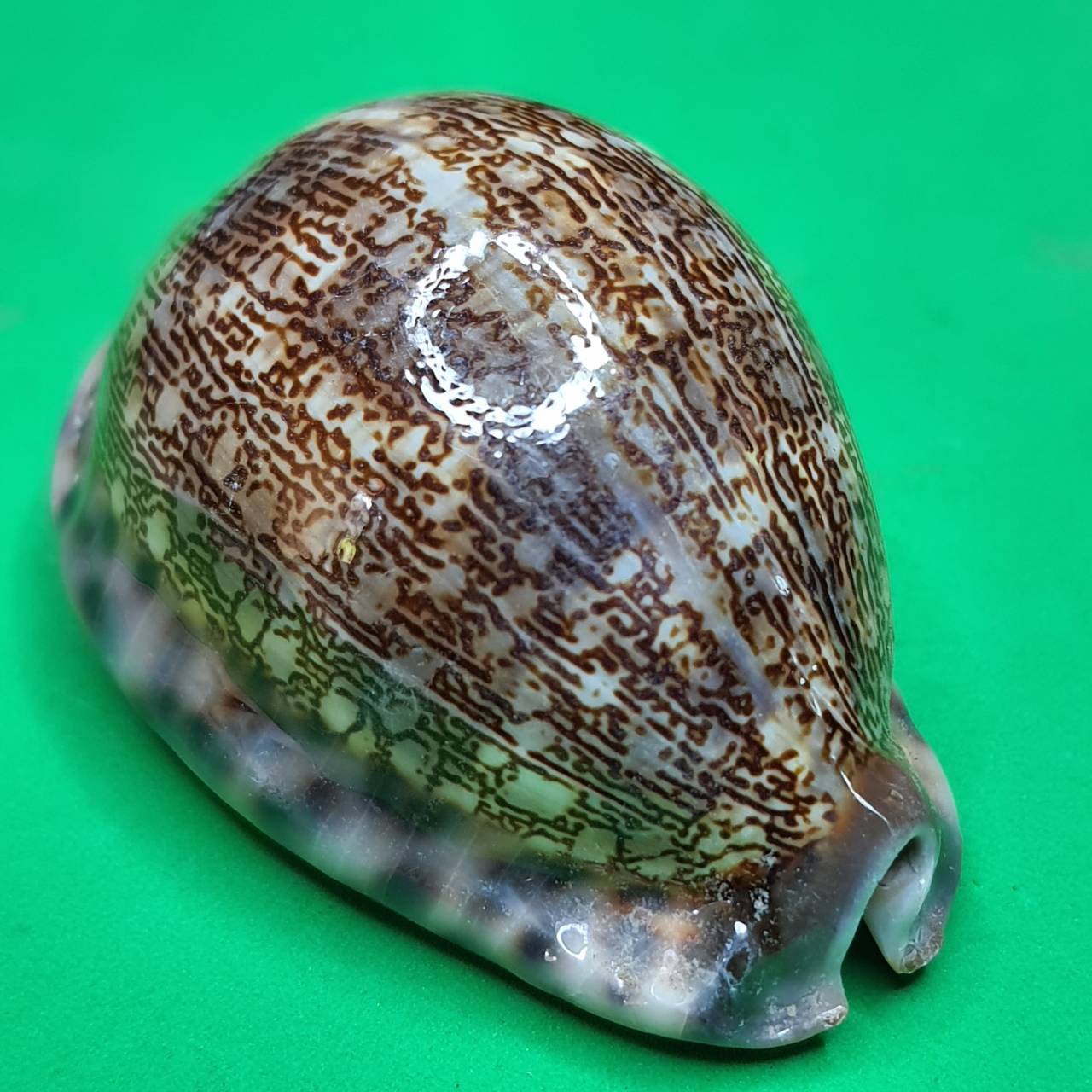 ของป้องกัน เบี้ยแก้ครู เล็ก ขนาดความยาว 4 - 5 ซม. เบี้ยแก้คุณไสย ของแท้ เบี้ยแก้ปลุกเสก เบี้ยแก้หอย เบี้ยแก้ของแท้