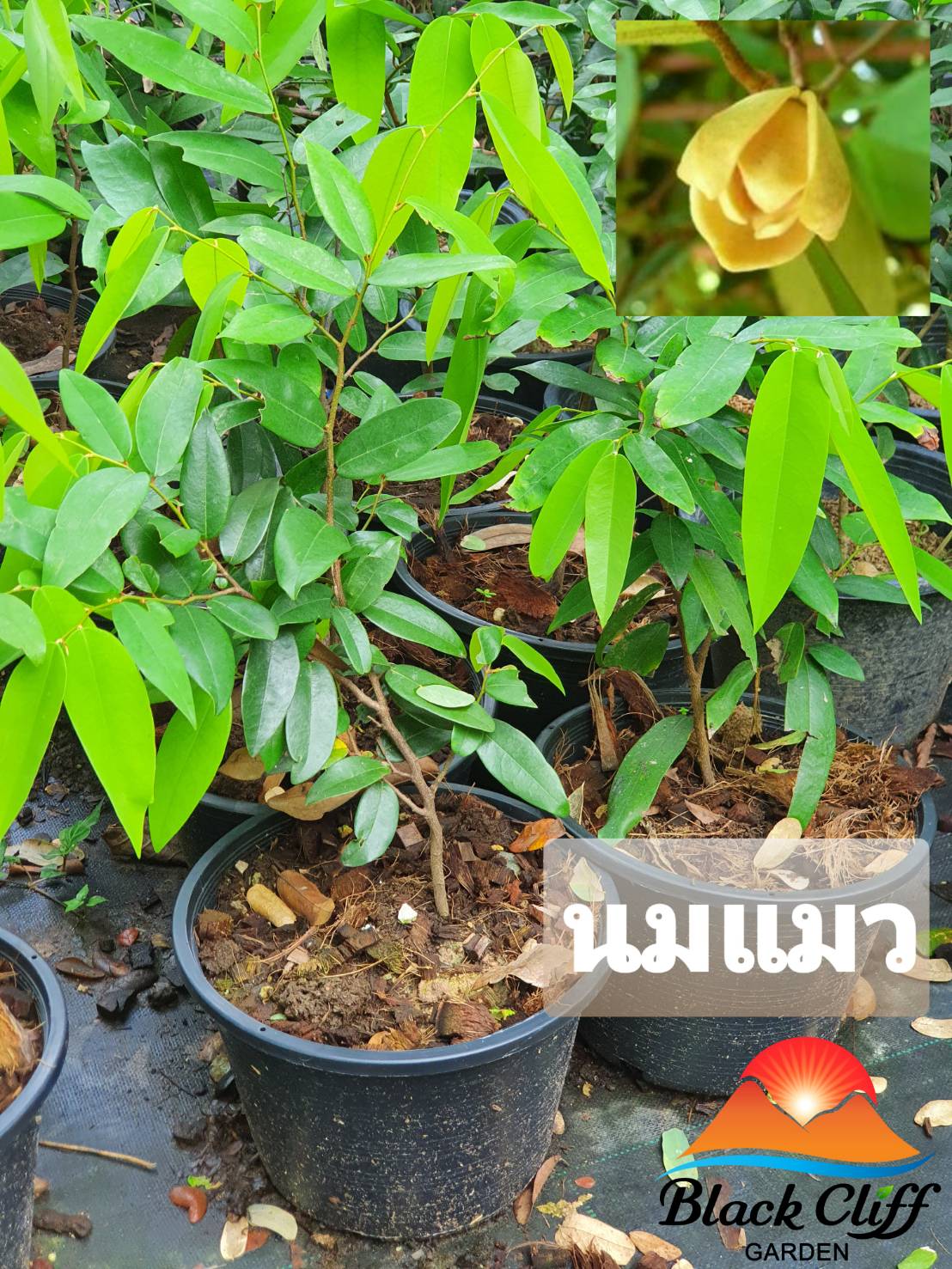 ต้นนมแมว ไม้หอม ดอกหอม ไม้มงคล ต้นไม้ เมล็ดพันธ์ พันธุ์ไม้หายาก ไม้ประดับ ไม้ดอก