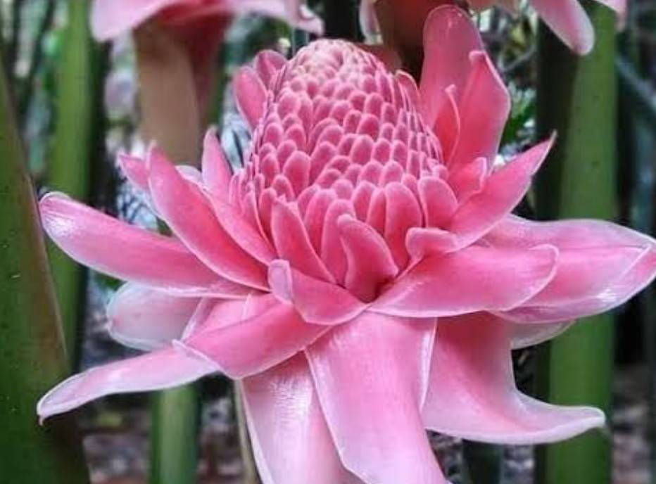 ดาหลา ดอกสีชมพู จำหน่ายเป็นหน่อ สวนเขาหมาก หน่อบวบสวย ขยายพันธุ์ง่าย โตไว รับประกันสินค้า
