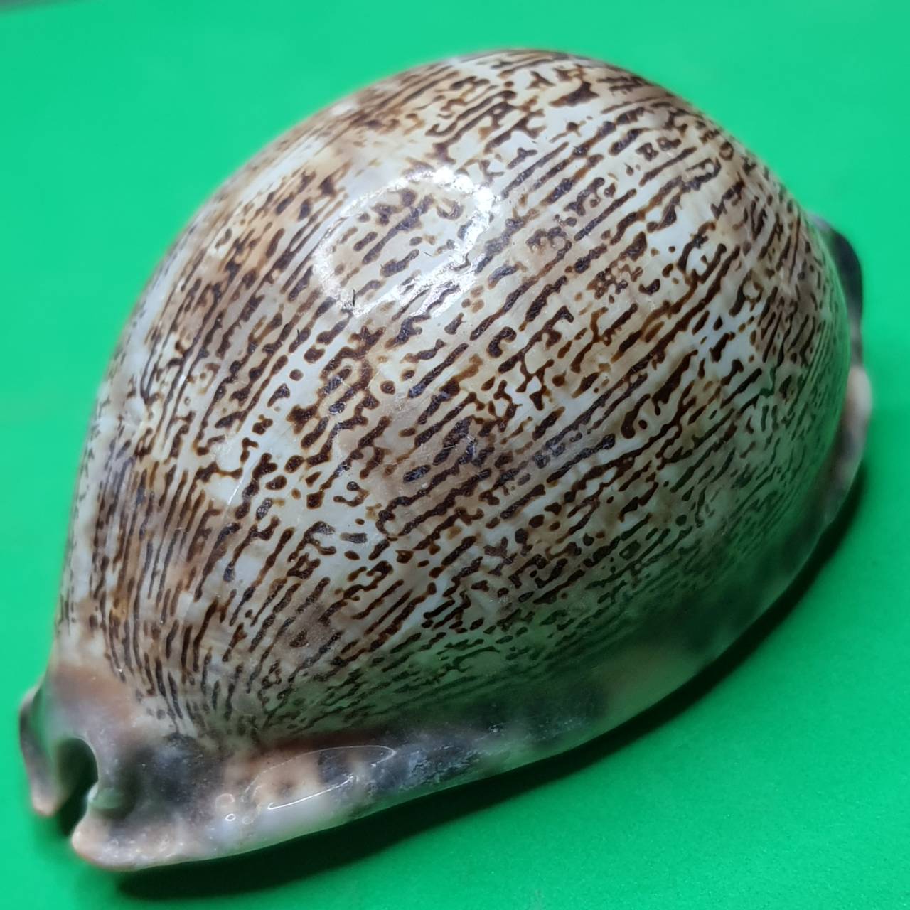 ของป้องกัน เบี้ยแก้ครู ขนาดกลาง เบี้ยแก้ของแท้ เบี้ยแก้คุณไสย ของแท้ เบี้ยแก้ปลุกเสก