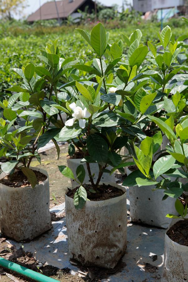ต้นพุดซ้อน สวนเขาหมาก blackcliffgarden ไม้ดอก ไม้ประดับ สวนเขาหมาก ไม้หอม ไ้ม้ประดับ