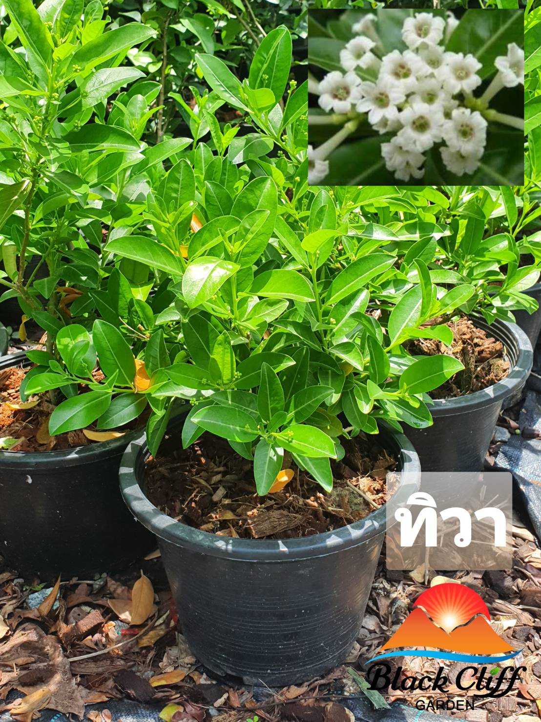 ต้นทิวา ทิวา ไม้หอม ดอกหอม ไม้มงคล ต้นไม้ เมล็ดพันธ์ พันธุ์ไม้หายาก ไม้ประดับ ไม้ดอก สำเนา สำเนา