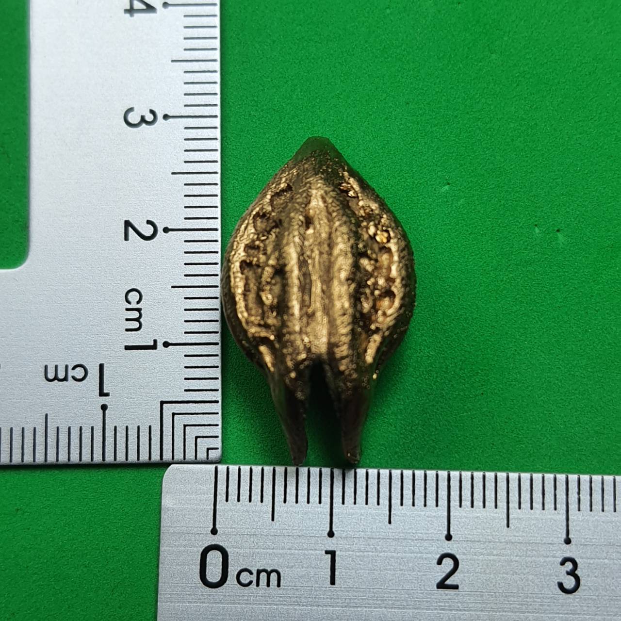 ของป้องกัน พญาเล็บครุฑ สีนาค ป้องกันภัย เพิ่มอำนาจ เกี่ยวเงินทอง เล็บครุฑ เล็บพญาครุฑ ผลเล็บครุฑ