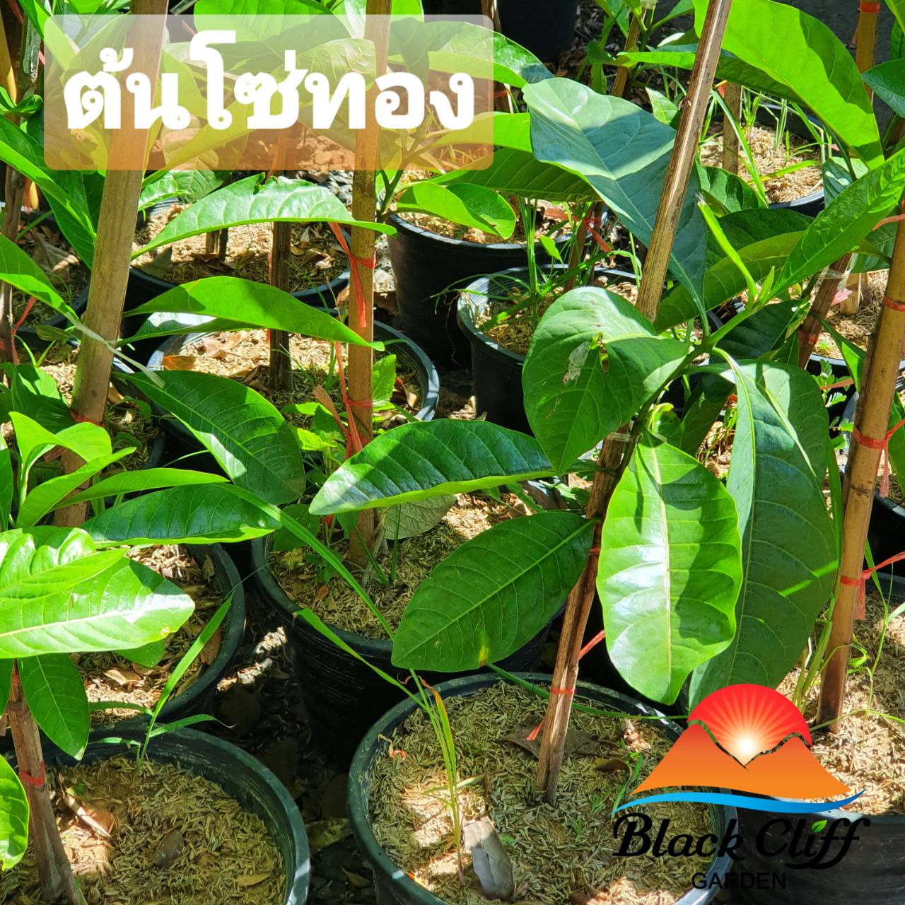 ต้นโซ่ทอง ไม้หอม ดอกหอม ไม้มงคล ต้นไม้ เมล็ดพันธ์ พันธุ์ไม้หายาก ไม้ประดับ ไม้ดอก