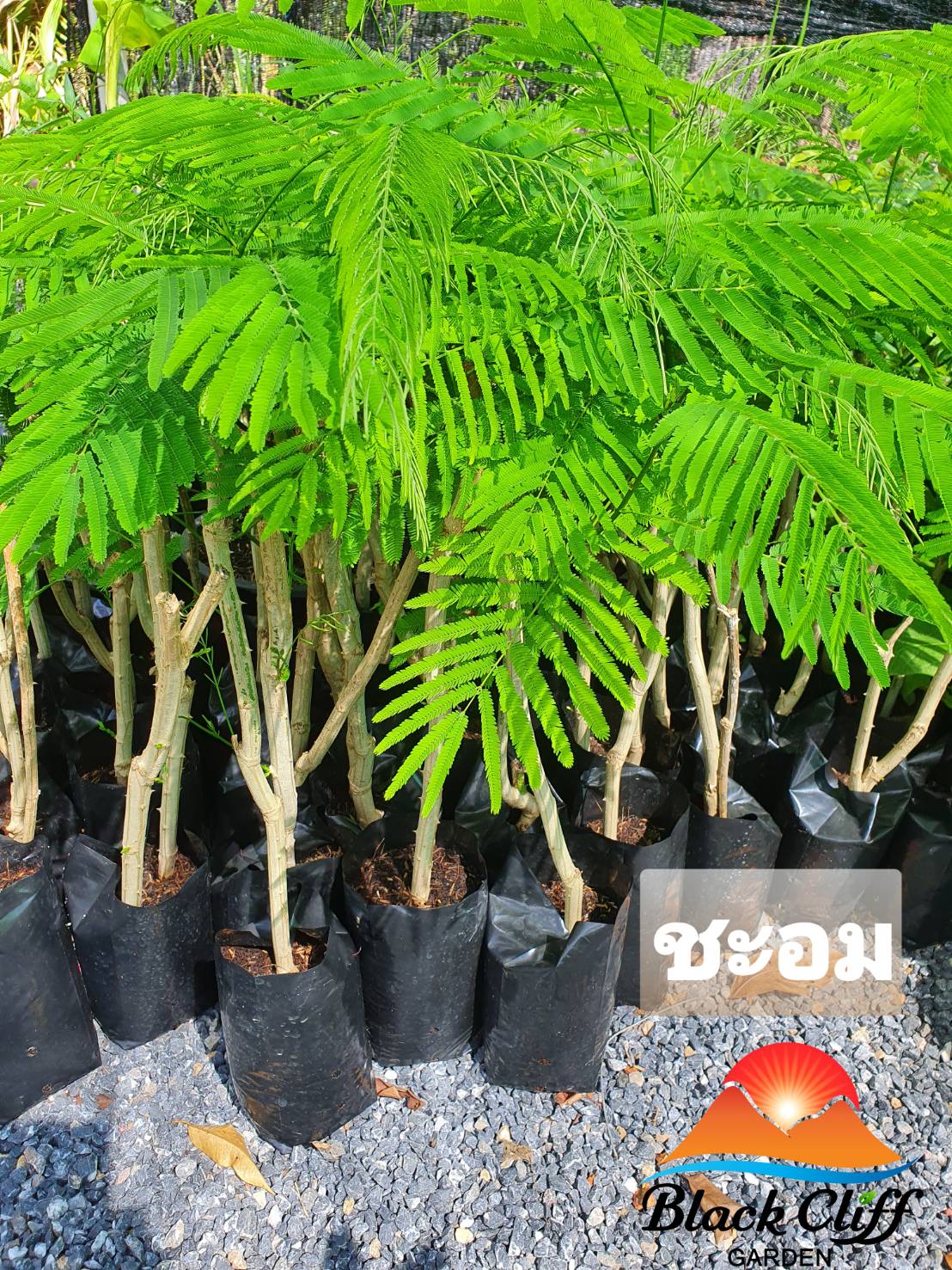 ชะอม ผักสูงประมาณ 40-50 ซม. สวนเขาหมาก