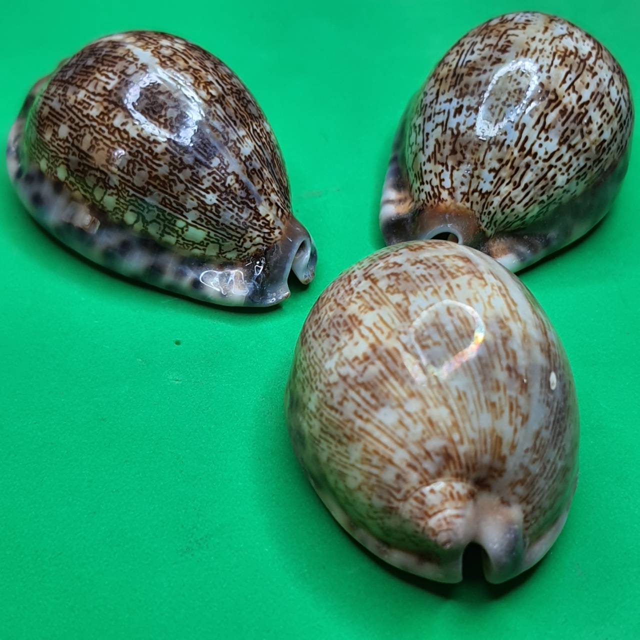 ของป้องกัน เบี้ยแก้ครู เล็ก ขนาดความยาว 4 - 5 ซม. เบี้ยแก้คุณไสย ของแท้ เบี้ยแก้ปลุกเสก เบี้ยแก้หอย เบี้ยแก้ของแท้