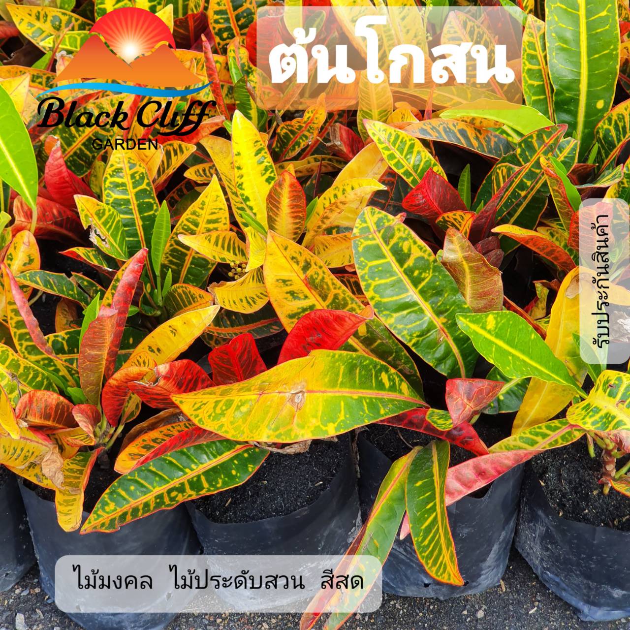 ต้นโกสน ผักสวนครัว ต้นไม้ ไม้ผล ต้นพันธ์ เมล็ดพันธ์ พันธุ์ไม้ ไม้มงคล ไม้ฟอกอากาศ เมล็ดพันธุ์ สวนเขาหมาก โกสนคนโบราณกล่าวถึง กุศล คือ การสร้างบุญ คุณงามความดีนอกจากนี้ยังมีความเชื่ออีกว่าสามารถช่วยคุ้มครองให้มีความอยู่เย็นเป็นสุข