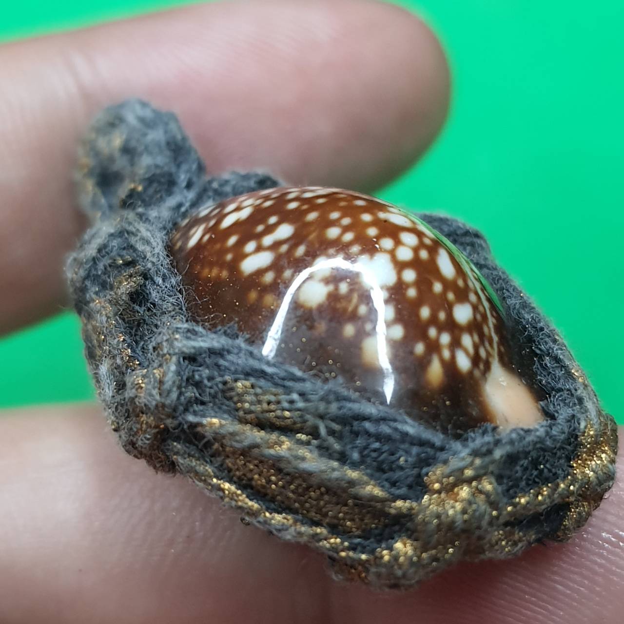 ของป้องกัน เบี้ยแก้แบบถักเชือกธรรมดา หลังตะกรุด เบี้ยแก้ของแท้ เบี้ยแก้คุณไสย ของแท้ เบี้ยแก้ปลุกเสก