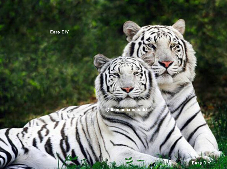 เสือขาวคู่