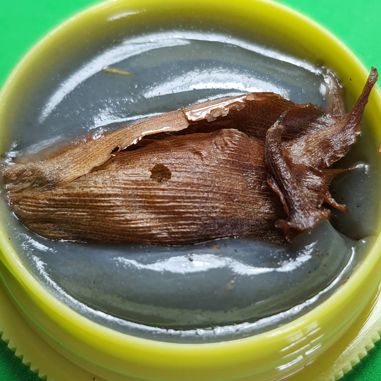 ของเสน่ห์ สีผึ้งนางพญาว่านดอกไม้ทองเสน่ห์หา ว่านดอกทอง สีผึ้งแท้ ว่านดอกทองแท้ ว่านดอกทอง ดอกว่านดอกทอง