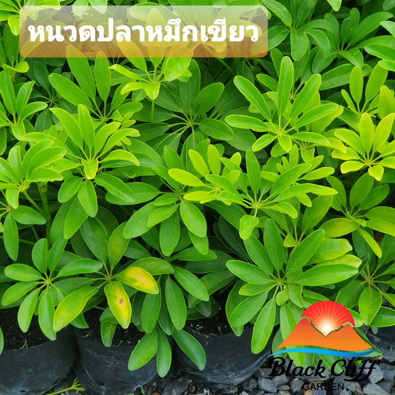 ต้นหนวดปลาหมึกเขียว ต้นหนวดปลาหมึก blackcliffgarden ไม้ประดับ ไม้ใบ ชอบแสงแดด