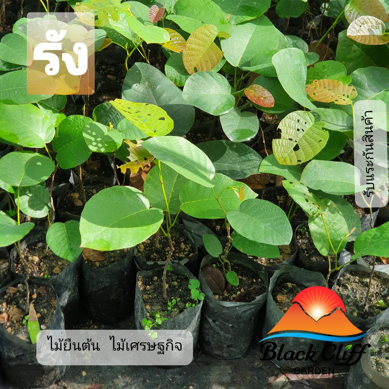 ไม้รัง สวนเขาหมาก ไม้เศรษฐกิจ ต้นไม้ ไม้ผล ต้นพันธ์ พันธุ์ไม้ ไม้มงคล ไม้ฟอกอากาศ