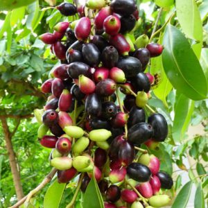 ต้นลูกหว้าเกษตร ลูกหว้า blackcliffgarden สวนผลไม้ ไม้ผล