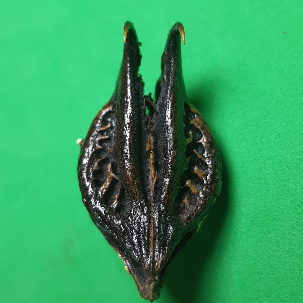 ของป้องกัน พญาเล็บครุฑ สีดำ ป้องกันภัย เพิ่มอำนาจ เกี่ยวเงินทอง เล็บครุฑ เล็บพญาครุฑ ผลเล็บครุฑ