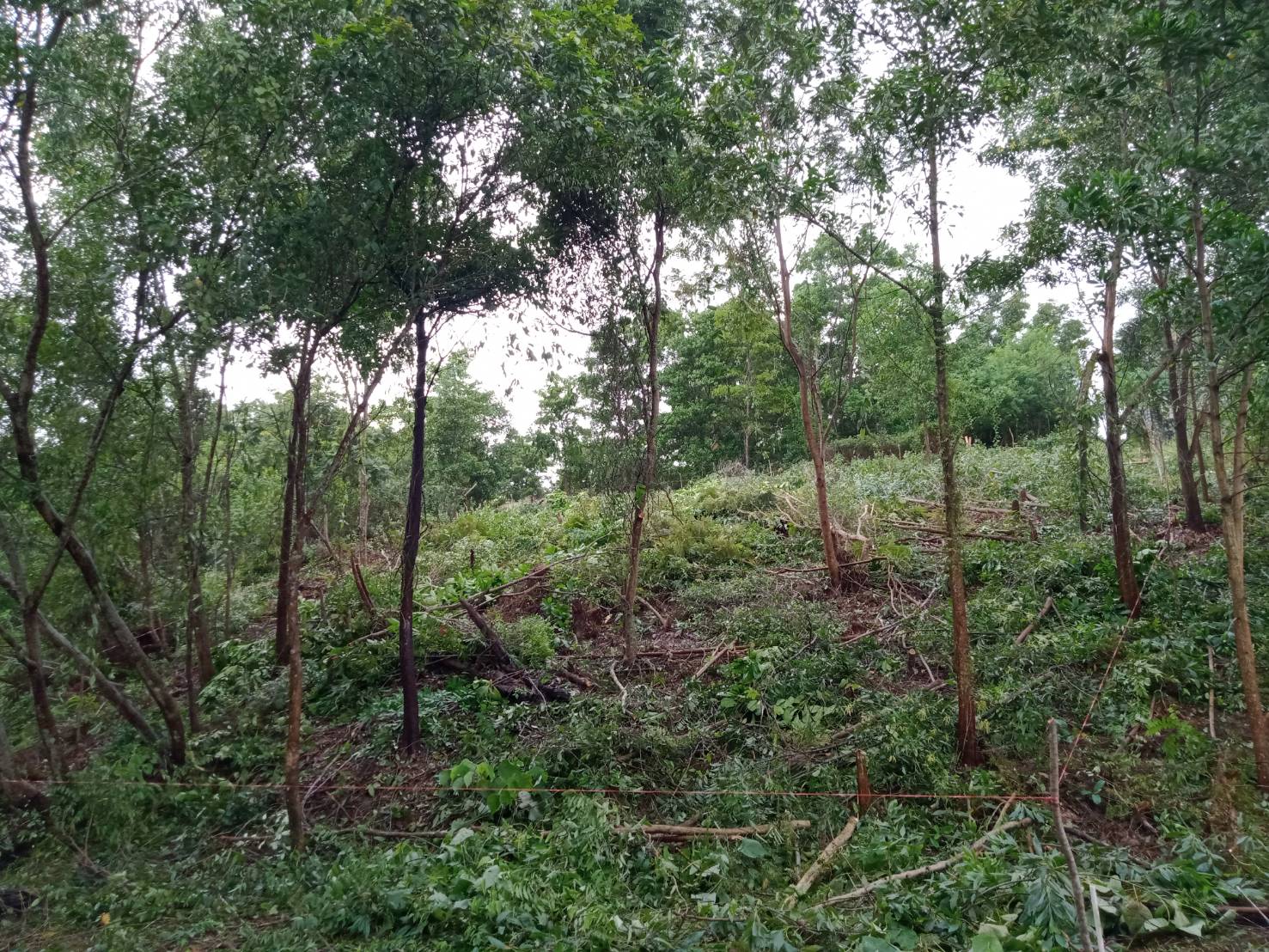 For Sales : Land Kathu, Near Phumontra , 323 Sq.w.