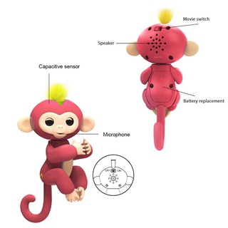 ลิงเกาะนิ้ว Fingerlings Baby Monkeys เกรด AA