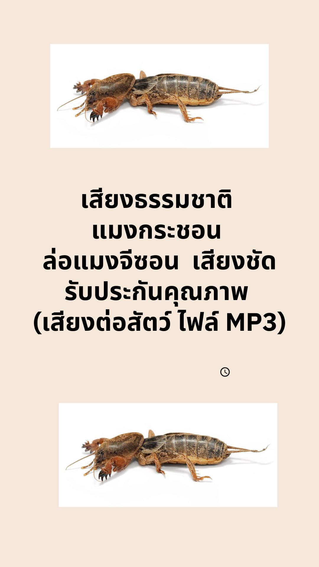 เสียงธรรมชาติ ต่อแมงกระชอน ล่อแมงจีซอน เสียงชัด รับประกันคุณภาพ (เสียงต่อสัตว์ ไฟล์ MP3)