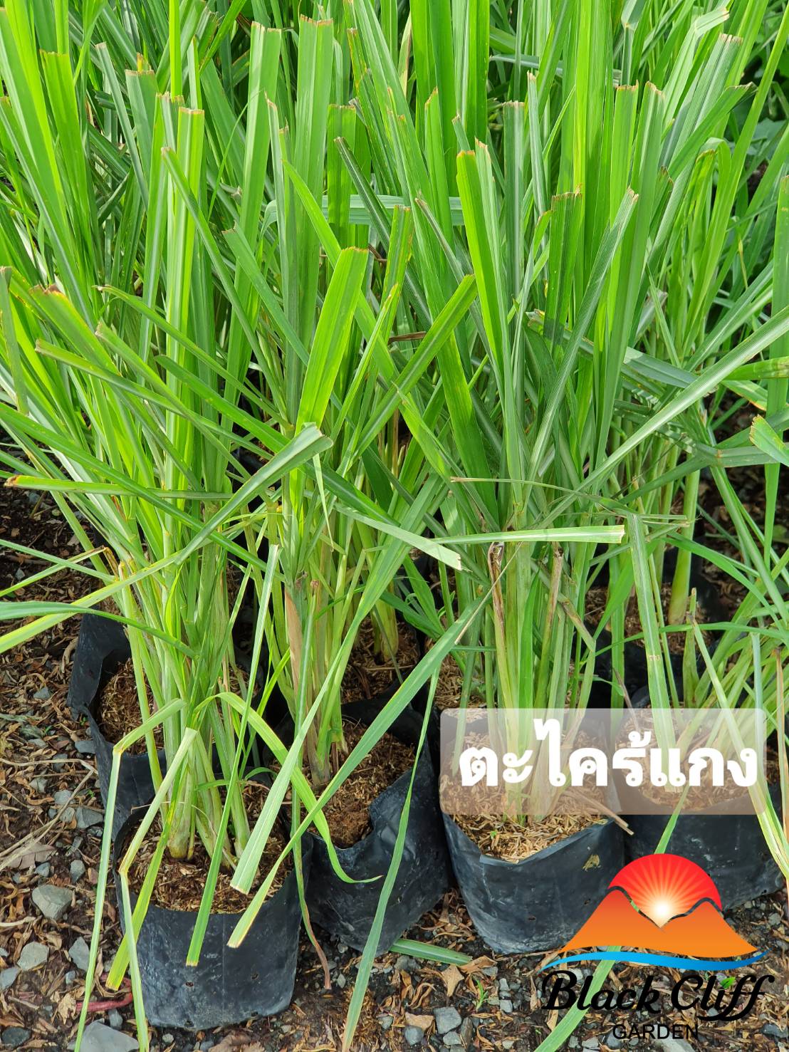 ต้นตะไคร้ ตะไคร้ ต้นไม้ ไม้ผล ต้นพันธ์ เมล็ดพันธ์ พันธุ์ไม้ ไม้มงคล ไม้ฟอกอากาศ เมล็ดพันธุ์ สวนเขาหมาก โตไว กอใหญ่