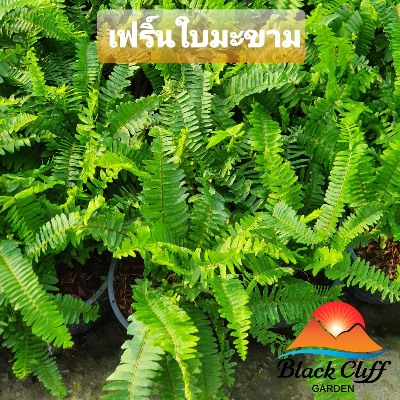 ต้นเฟิร์นใบมะขาม เฟิร์นใบมะขาม สวนเขาหมาก สีสรรสดใส ไม้ดอก ไม้สวย ไม้ประดับ ดอกไม้ home garden รับประกันสินค้า