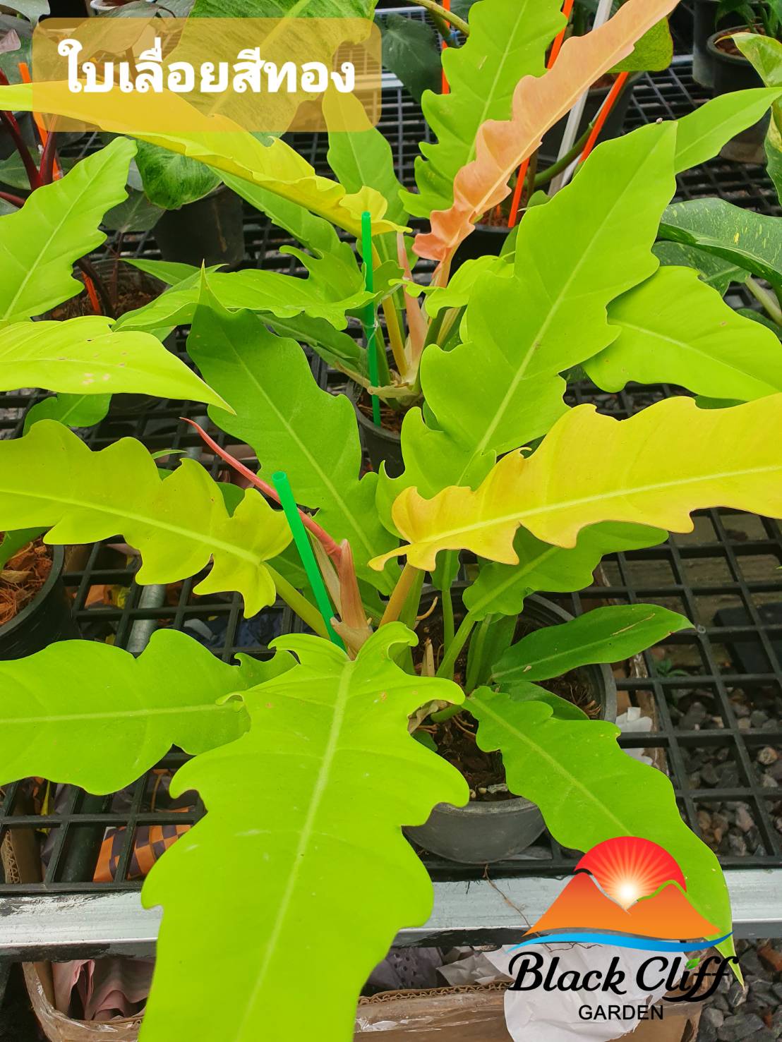 ฟิโลเดนดรอนใบเลื่อยสีทอง Philodendron golden saw พุ่มหนาสวย สวนเขาหมาก