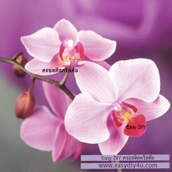 อุปกรณ์งานฝีมือ DIY ครอสติสคริสตัลรูปดอกกล้วยไม้ orchid 2