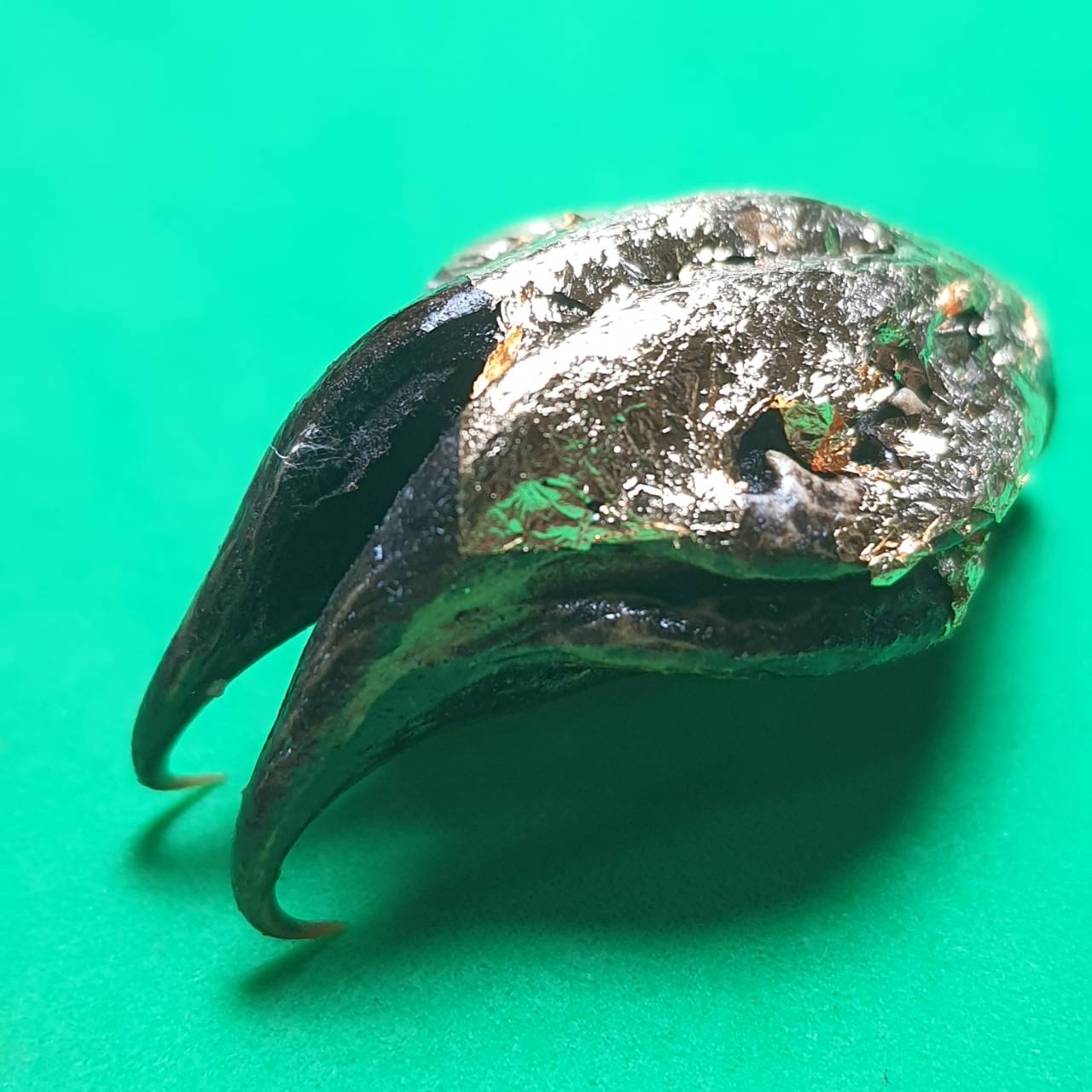 ของป้องกัน พญาเล็บครุฑ สีดำ ป้องกันภัย เพิ่มอำนาจ เกี่ยวเงินทอง เล็บครุฑ เล็บพญาครุฑ ผลเล็บครุฑ