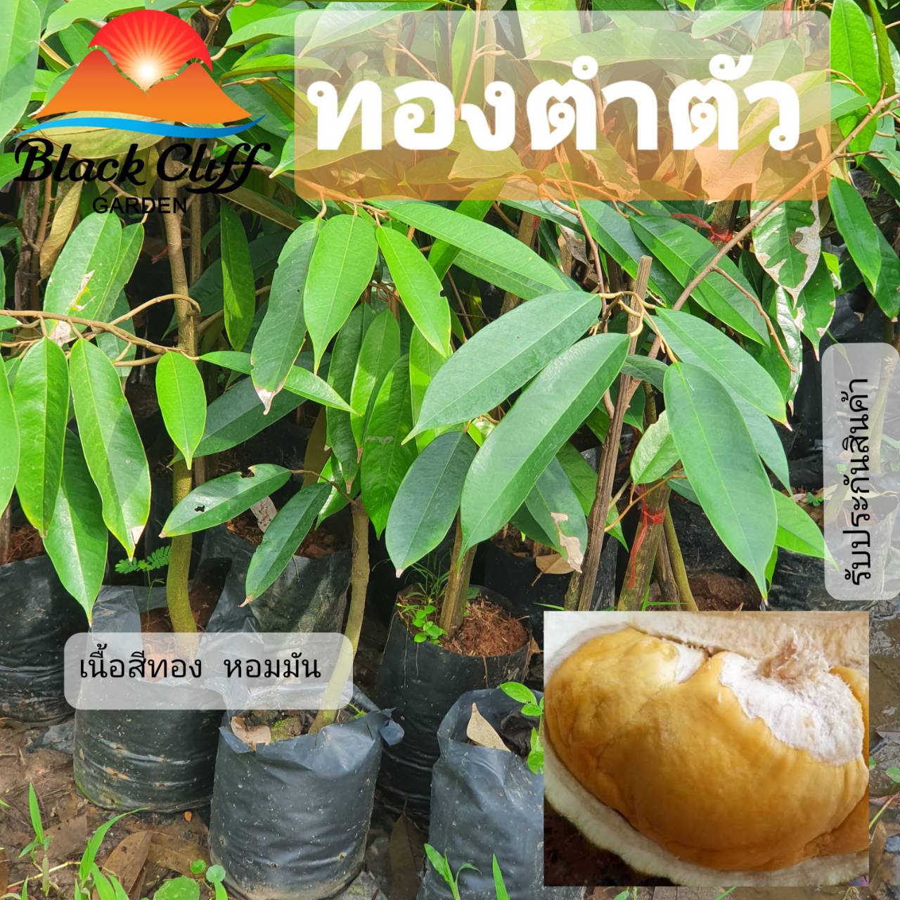 ต้นทุเรียนทองตำตัว ต้นไม้ ไม้ผล ต้นพันธ์ เมล็ดพันธ์ พันธุ์ไม้ ไม้มงคล ไม้ฟอกอากาศ เมล็ดพันธุ์ สวนเขาหมาก ทานง่าย อร่อยมัน พันธุ์แท้ ความสูง 60 ซม.