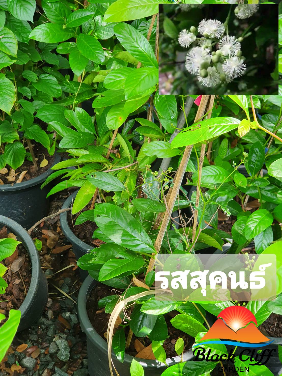 ต้นรสสุคนธ์ ไม้หอม ดอกหอม ไม้มงคล ต้นไม้ เมล็ดพันธ์ พันธุ์ไม้หายาก ไม้ประดับ ไม้ดอก