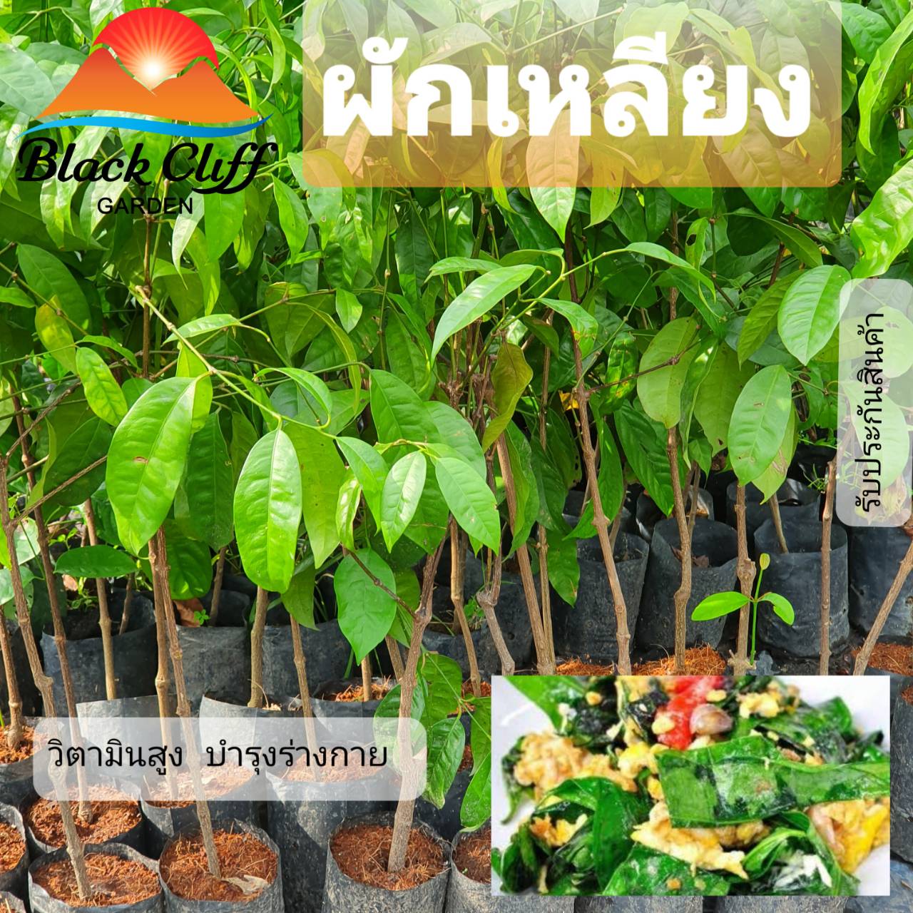 กิ่งพันธุ์ผักเหลียง ผักสวนครัว รับประทานเองที่บ้าน สวนเขาหมาก