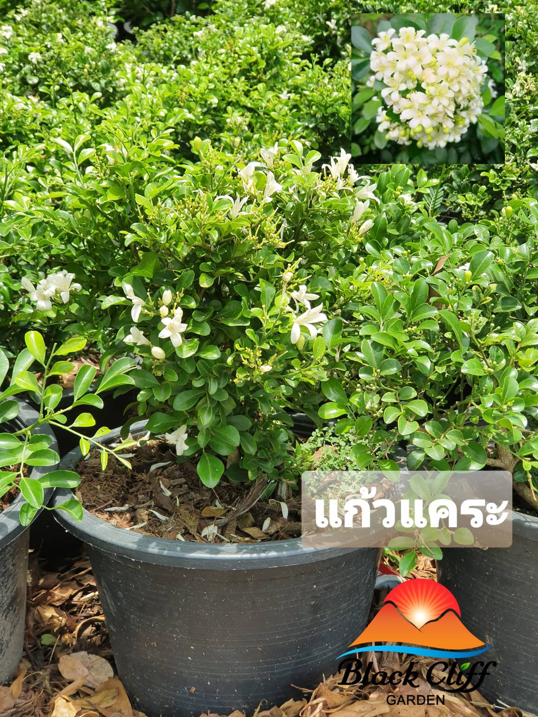 ต้นแก้วพวงดวงใจ แก้วพวงดวงใจ สวนเขาหมาก ไม้หอม ดอกหอม ไม้มงคล ต้นไม้ เมล็ดพันธ์ พันธุ์ไม้หายาก ไม้ประดับ ไม้ดอก
