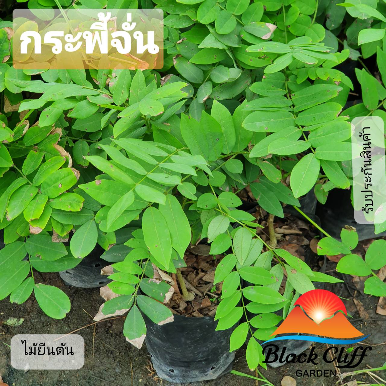 ต้นกระพี้จั่น สวนเขาหมาก ไม้ยืนต้น ไม้เศรษฐกิจ ไม้มีค่า ไม้ดอกสวย
