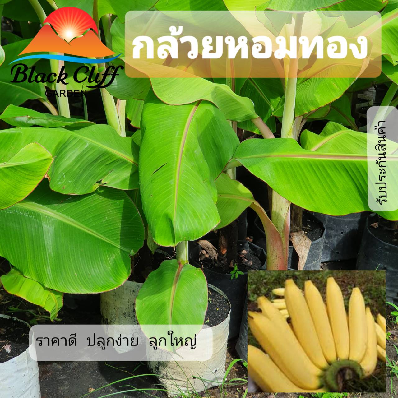 กล้วยหอมทอง ต้นไม้ ต้นพันธ์ วิสาหกิจชุมชน สวนเขาหมาก