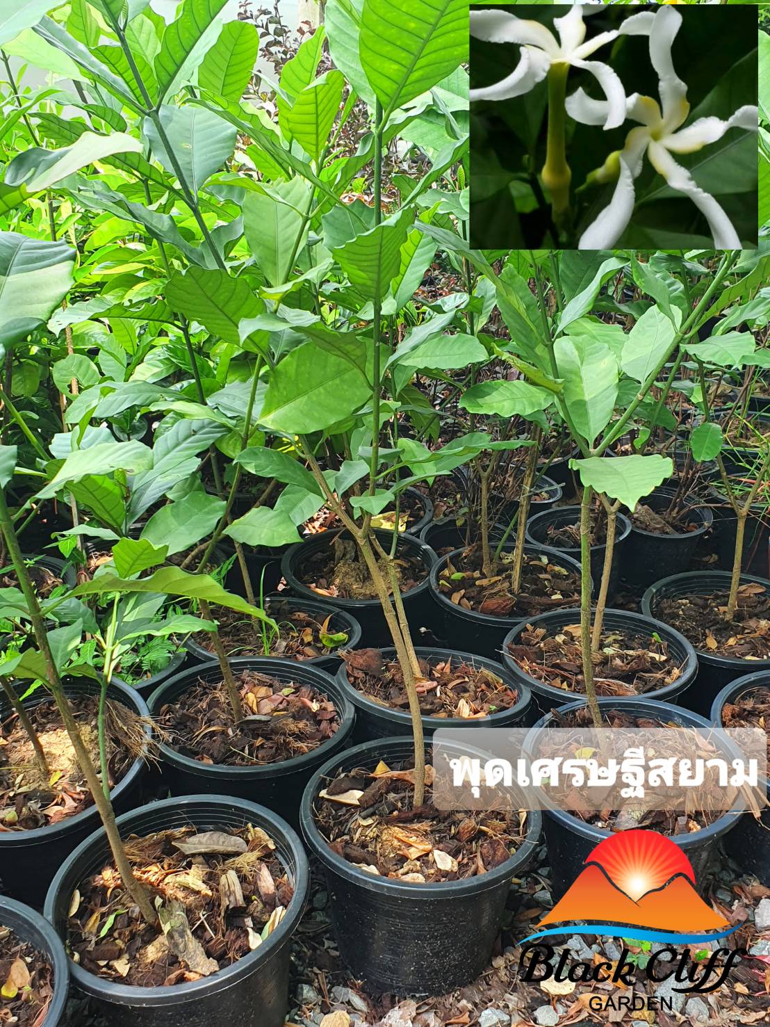 ต้นพุดเศรษฐีสยาม ไม้หอม ดอกหอม ไม้มงคล ต้นไม้ เมล็ดพันธ์ พันธุ์ไม้หายาก ไม้ประดับ ไม้ดอก