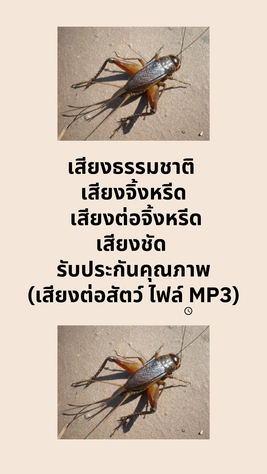 เสียงธรรมชาติ เสียงจิ้งหรีด เสียงชัด รับประกันคุณภาพ (เสียงต่อสัตว์ ไฟล์ MP3)
