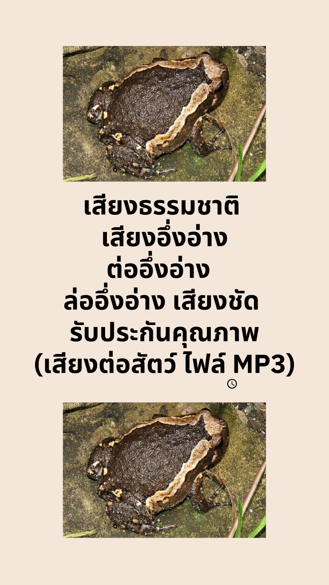 เสียงธรรมชาติ เสียงอึ่งอ่าง ต่ออึ่งอ่าง ล่ออึ่งอ่าง เสียงชัด รับประกันคุณภาพ (เสียงต่อสัตว์ ไฟล์ MP3)