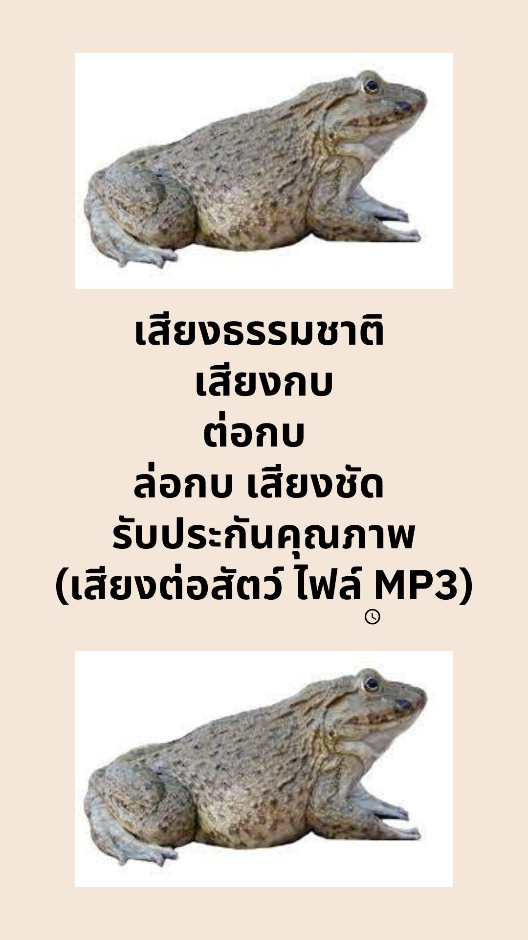 เสียงธรรมชาติ เสียงกบนา ต่อกบนา ล่อกบนา เสียงชัด รับประกันคุณภาพ (เสียงต่อสัตว์ ไฟล์ MP3)