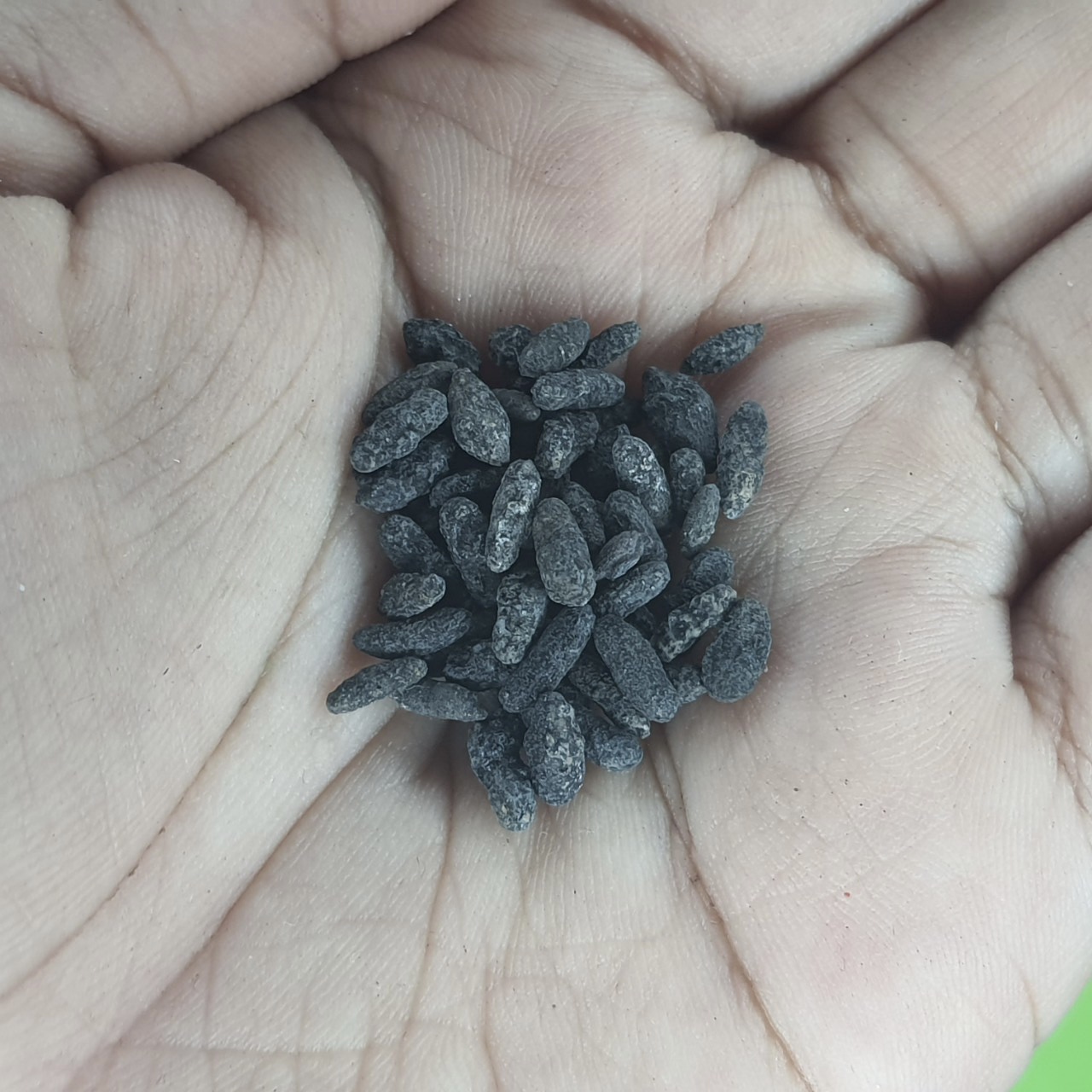 ของเสน่ห์ คต ข้าวสารหิน สีดำ ขนาด 5cc โชคลาภ เสน่ห์ เมตตา