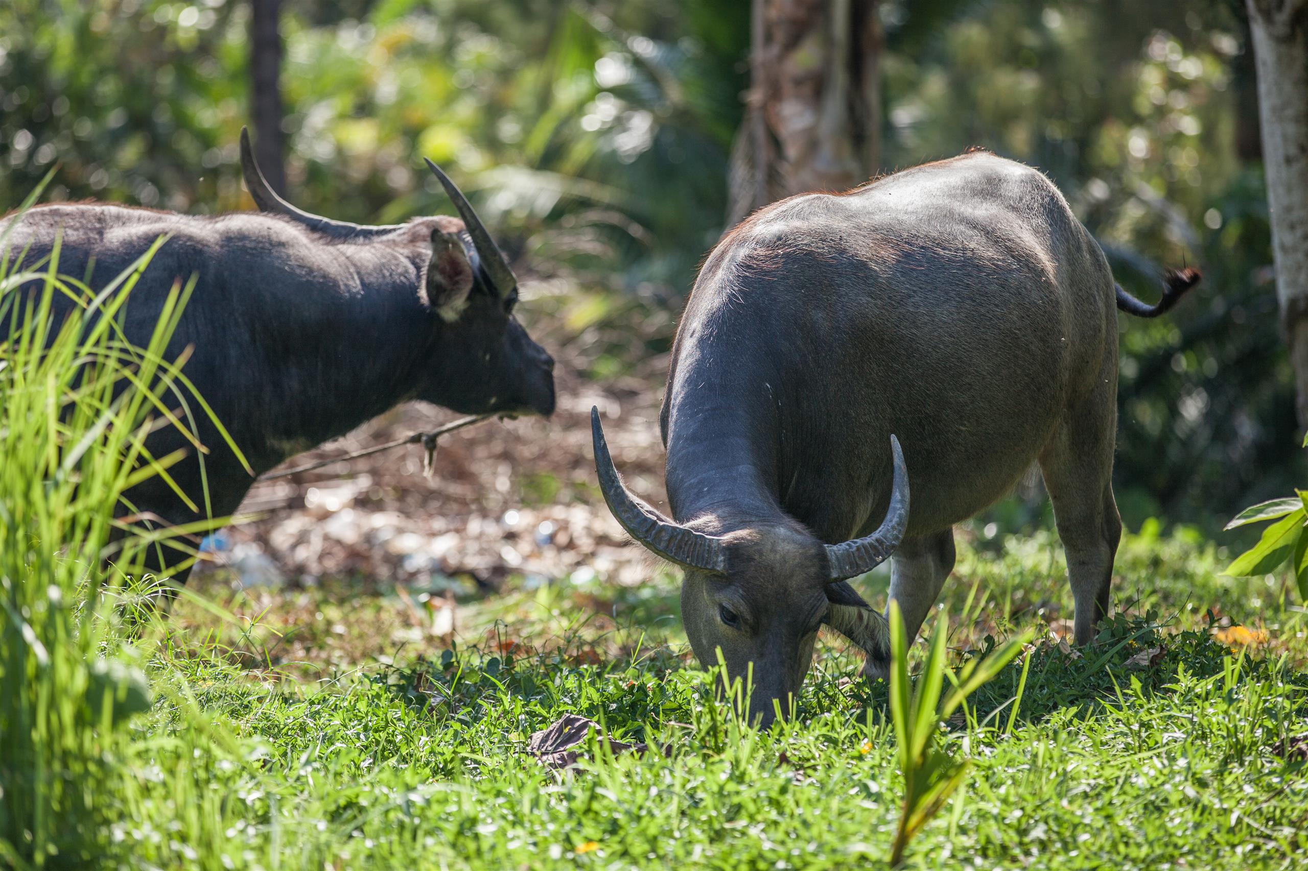 For Rent : Rawai, Seafront Pool Suite, 3 Bedroom 2.5 Bathroom