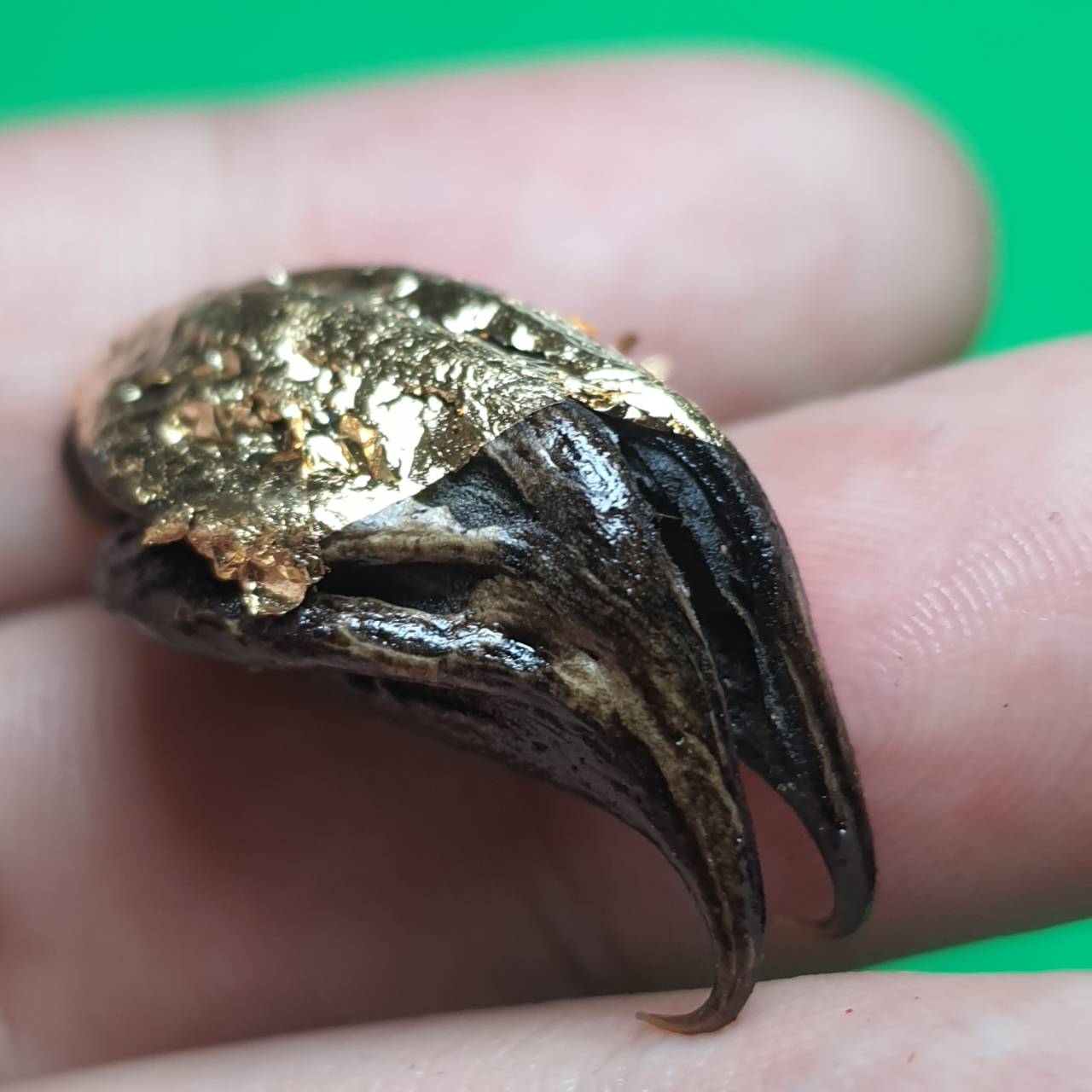 ของป้องกัน พญาเล็บครุฑ สีดำ ป้องกันภัย เพิ่มอำนาจ เกี่ยวเงินทอง เล็บครุฑ เล็บพญาครุฑ ผลเล็บครุฑ