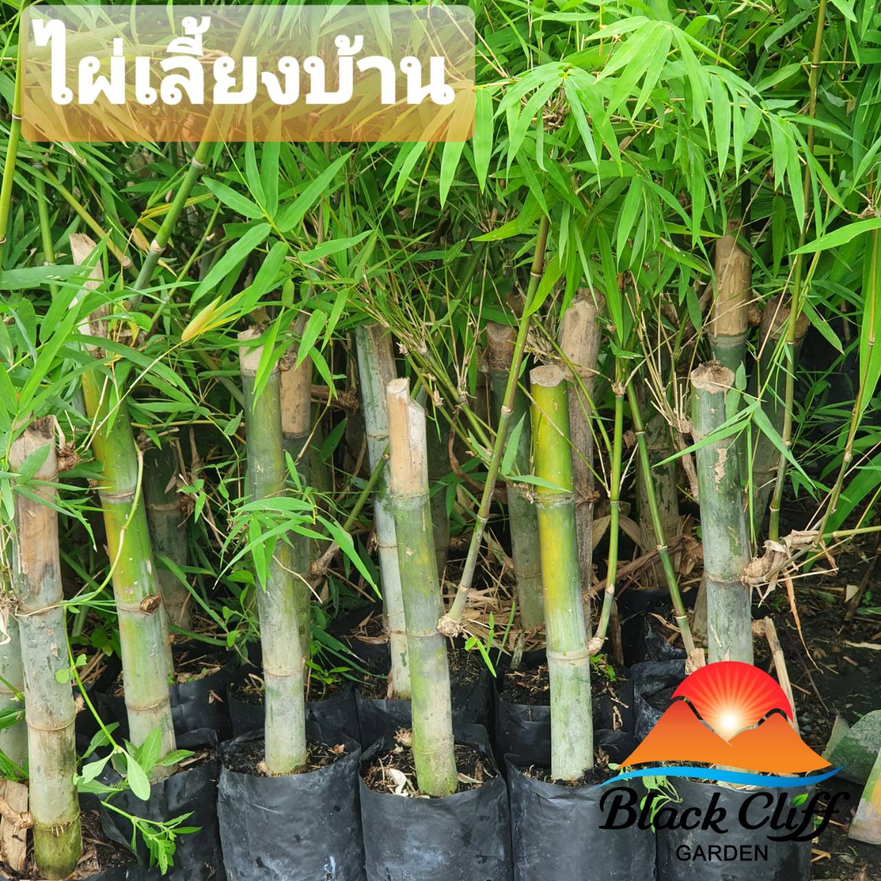 ไผ่เลี้ยง สวนเขาหมาก ลำต้นตรง เนื้อหนา จึงเหมาะสำหรับใช้ทำบันได โป๊ะ หลักไม้สำหรับเพาะเลี้ยงหอยแมลงภู่ และใช้ทำเฟอร์นิเจอร์