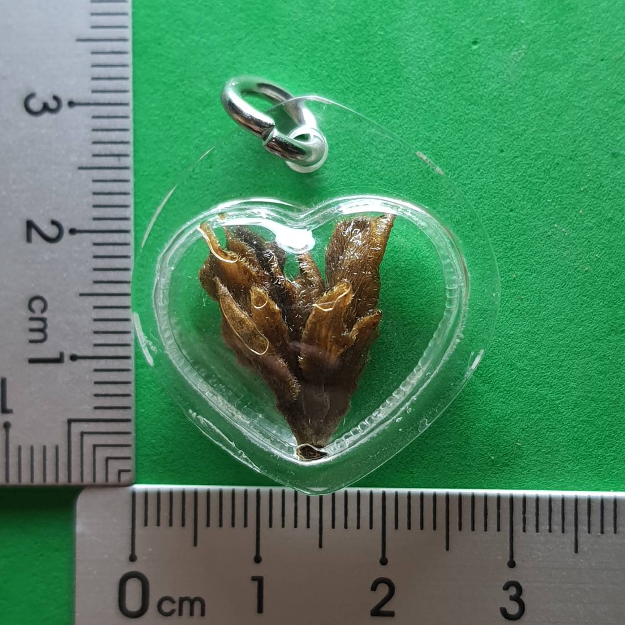 ของเสน่ห์ หัวใจมหาเสน่ห์ ดอกเถาวัลย์หลง เลี่ยมกรอบบ เถาหลง ว่านเถาหลง ของแท้ เถาวัลย์หลง