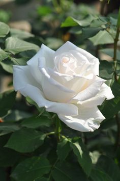 กุหลาบสีขาว blackcliigarden ดอกกุหลาบ กุหลาบขาว ไม้ประดับสวน
