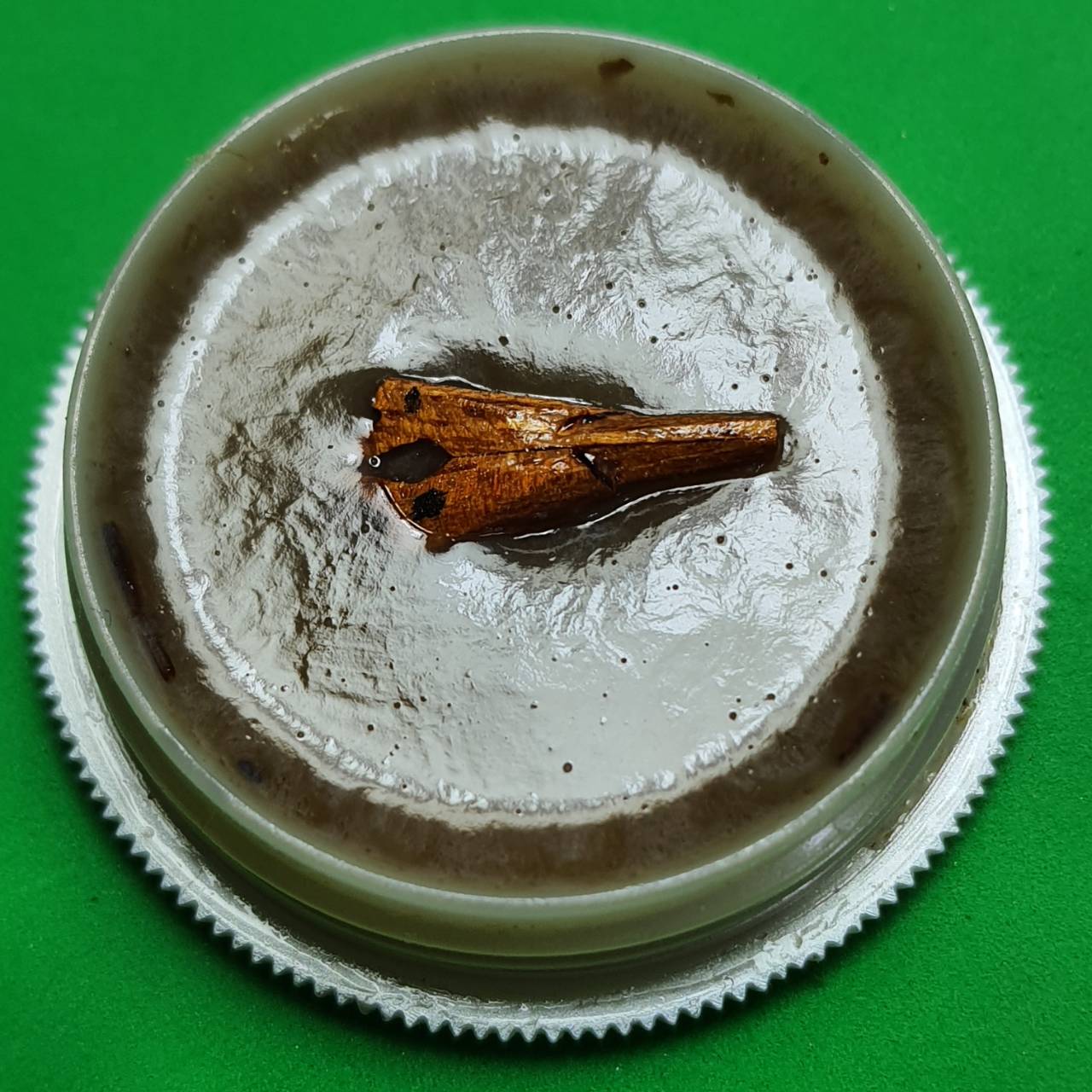 ของนำโชค สีผึ้งค้าขายดี เสน่ห์สาริกาไม้ขนุน สีผึ้งแท้ สีผึ้งของแท้ สีผึ้งเรียกทรัพย์ สีผึ้งนำโชค สาริกาลิ้นทอง สาริกามหาเสน่ห์ สาริกามหาลาภ สาริกาให้โชค สาริกาค้าขาย