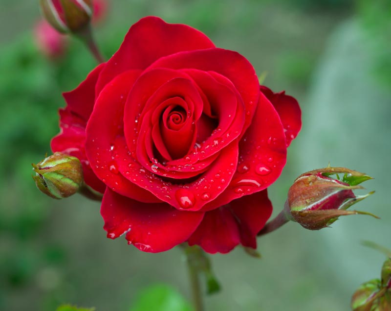 กุหลาบสีแดง ต้นกุหลาบดอก ดอกใหญ่สวย สวนเขาหมาก รับประกันสินค้า ต้นสวย ดอกสวย แจ้งสีได้