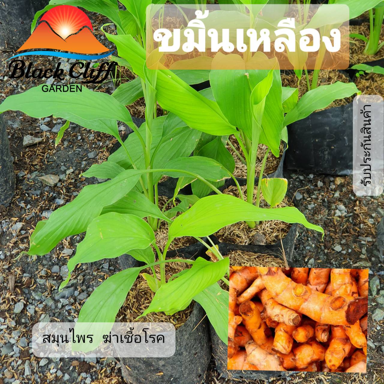 ต้นขมิ้นเหลือง ขมิ้นเหลือง สมุนไพร ต้นไม้ ไม้ผล ต้นพันธ์ เมล็ดพันธ์ พันธุ์ไม้ ไม้มงคล ไม้ฟอกอากาศ เมล็ดพันธุ์ สวนเขาหมาก สมุนไพรในบ้าน เพื่อสุขภาพ