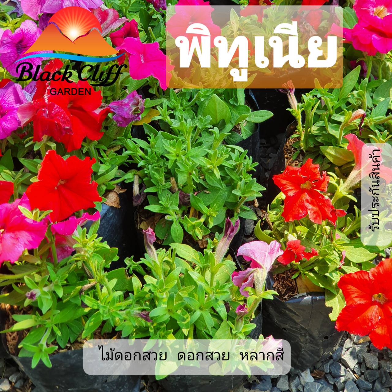 ต้นพิทูเนีย พิทูเนีย Petunia สวนเขาหมาก ไม้ดอก ไม้สวย ไม้ประดับ ดอกไม้ home garden รับประกันสินค้า