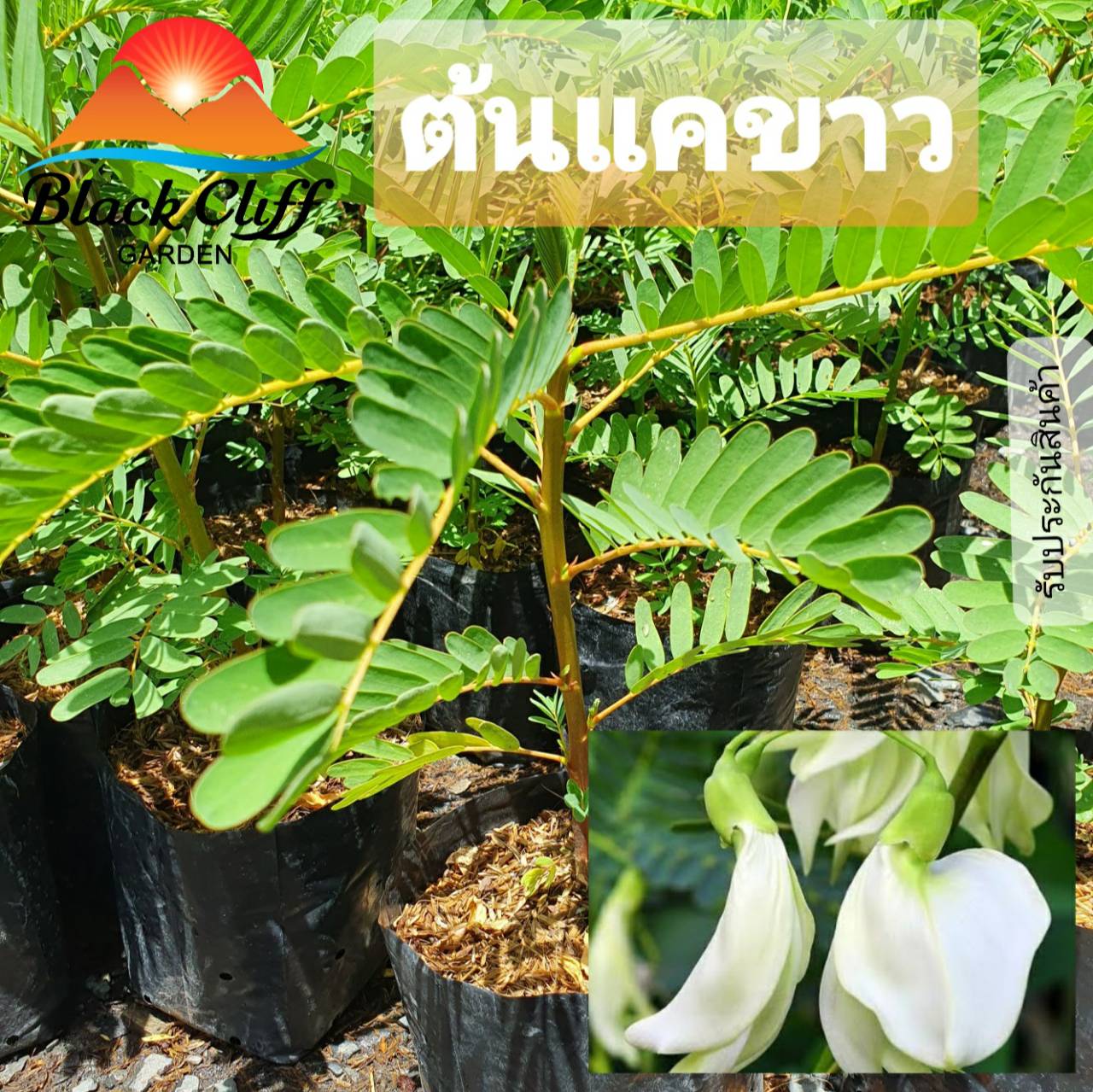 แคขาว ผักและผลไม้ วิสาหกิจชุมชน สวนเขาหมาก