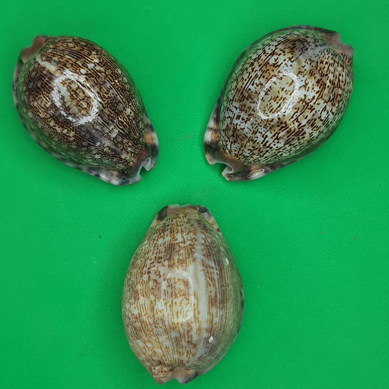 ของป้องกัน เบี้ยแก้ครู เล็ก ขนาดความยาว 4 - 5 ซม. เบี้ยแก้คุณไสย ของแท้ เบี้ยแก้ปลุกเสก เบี้ยแก้หอย เบี้ยแก้ของแท้