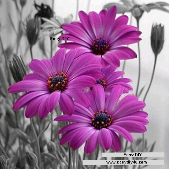 ดอกเดซี่สีม่วง